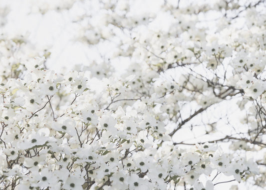 White Spring Tree 1 | Poster