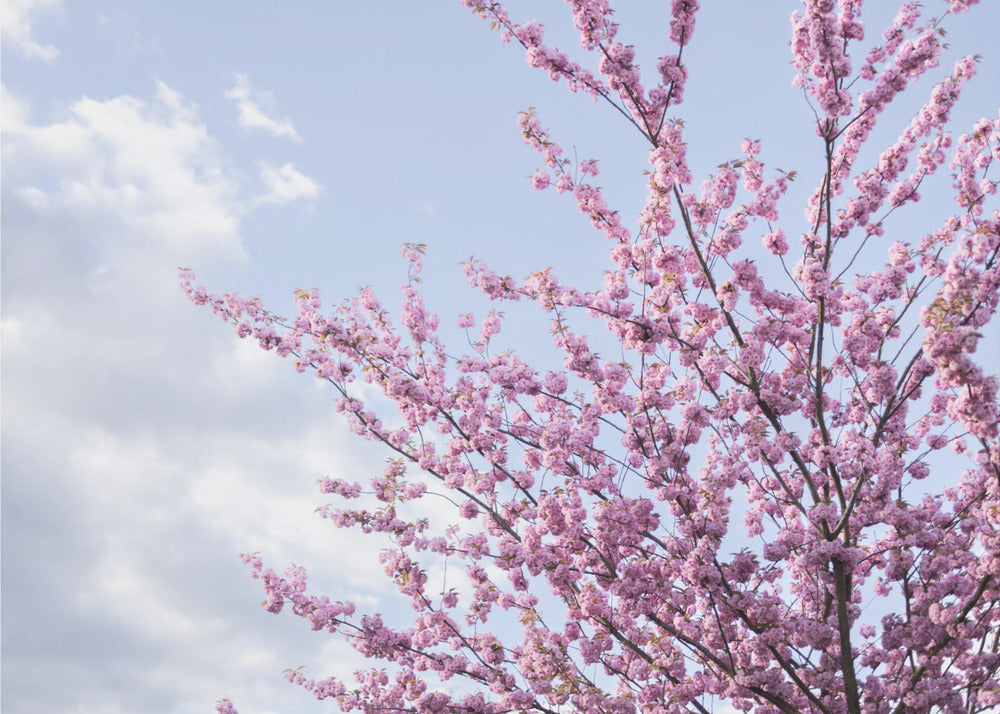 Colorful Spring 12 | Poster