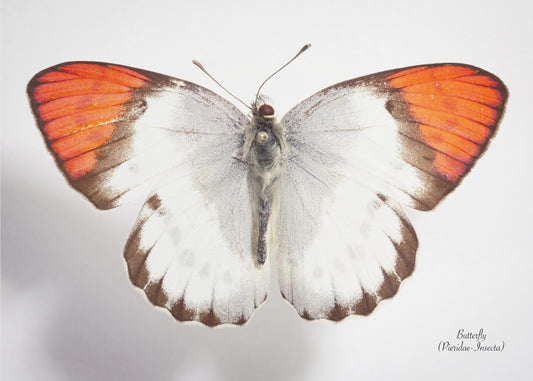 Butterfly - 3 | Canvas