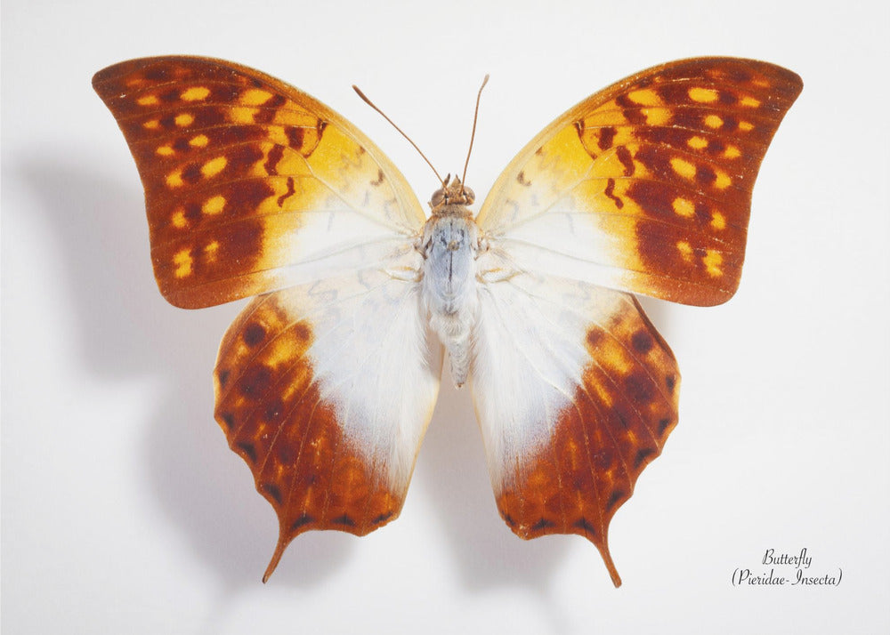 Butterfly - 4 | Canvas