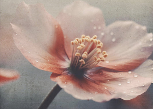 Petals of Serenity | Canvas