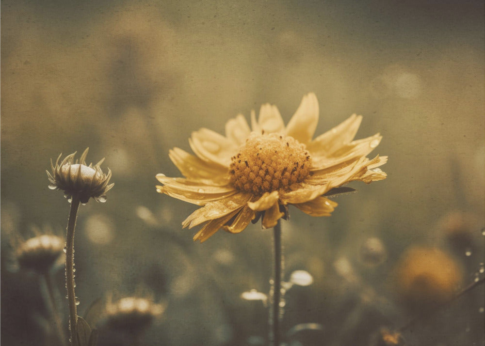 Golden Whisper | Canvas