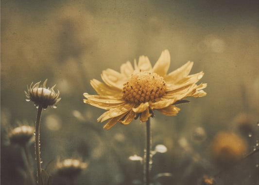 Golden Whisper | Canvas