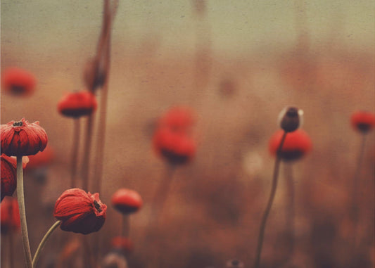 Poppy Dreams | Canvas
