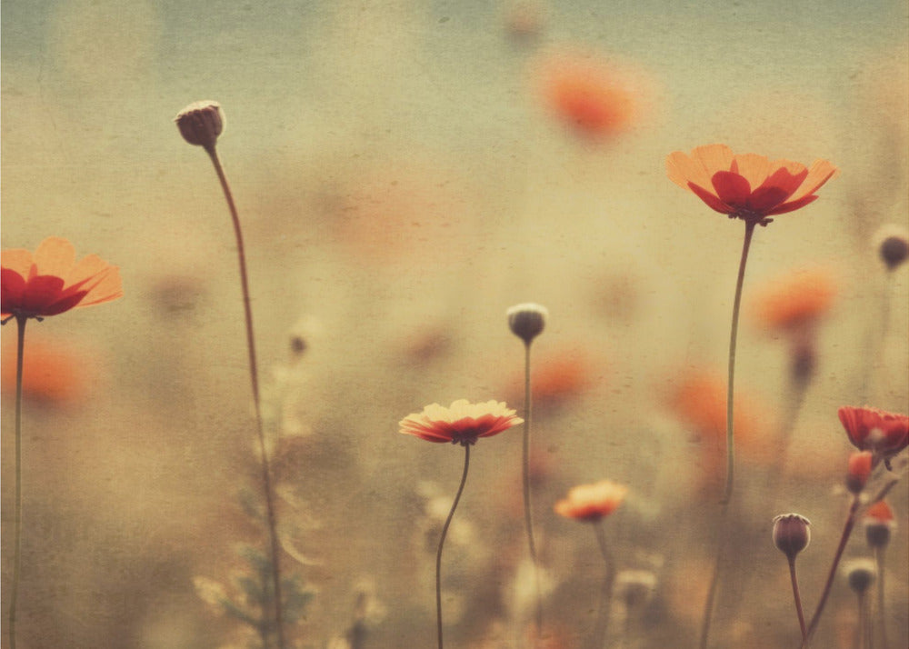 Whispering Poppies | Wallpaper