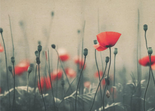 Poppies in the Mist | Poster