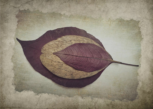 The Story of Nature | Poster