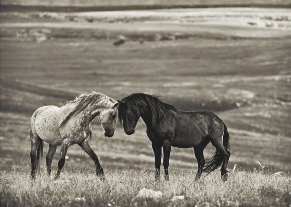 close encounter | Canvas