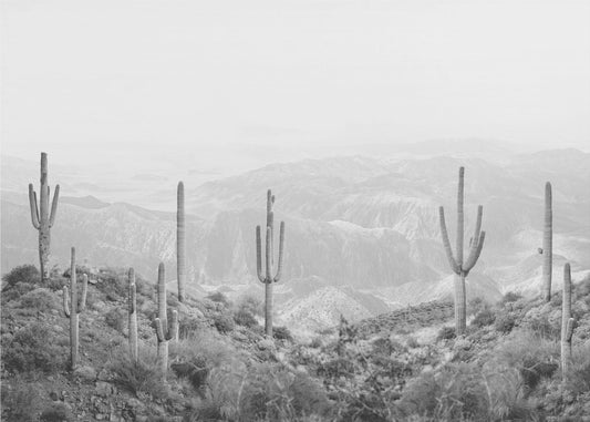 Western Cactus | Canvas