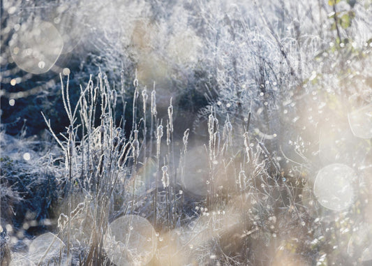 A Winter Morning 3 | Canvas