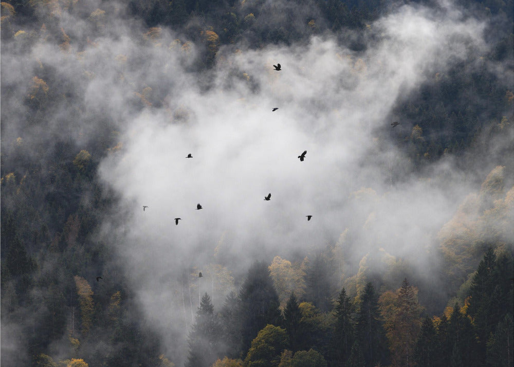 Foggy Woods 8 | Canvas