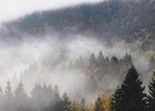 Foggy Woods 9 | Canvas