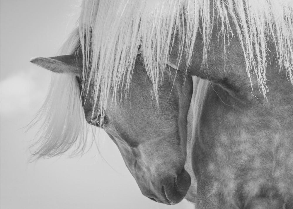 Haflinger Portrait II | Canvas