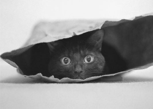 Cat in a bag | Wallpaper
