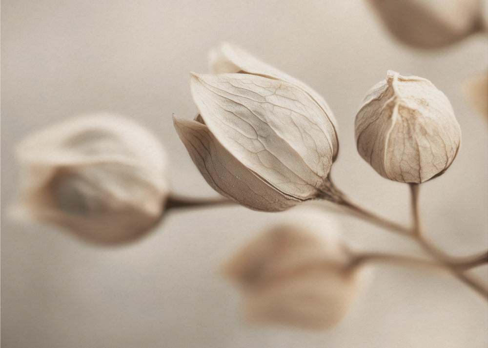 Whispering Petals | Canvas