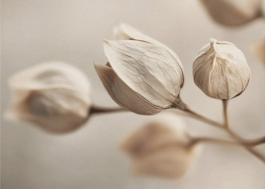 Whispering Petals | Canvas