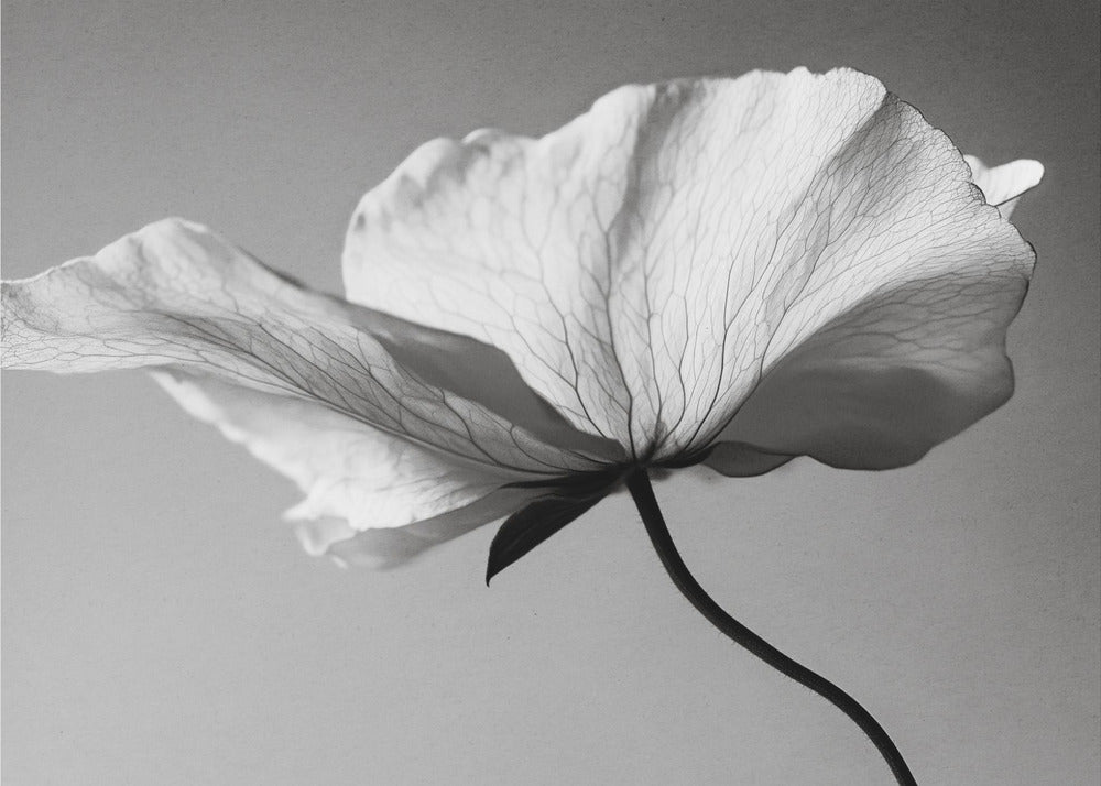 Delicate Petal Dance | Canvas