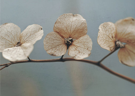 Whispering Petals | Wallpaper