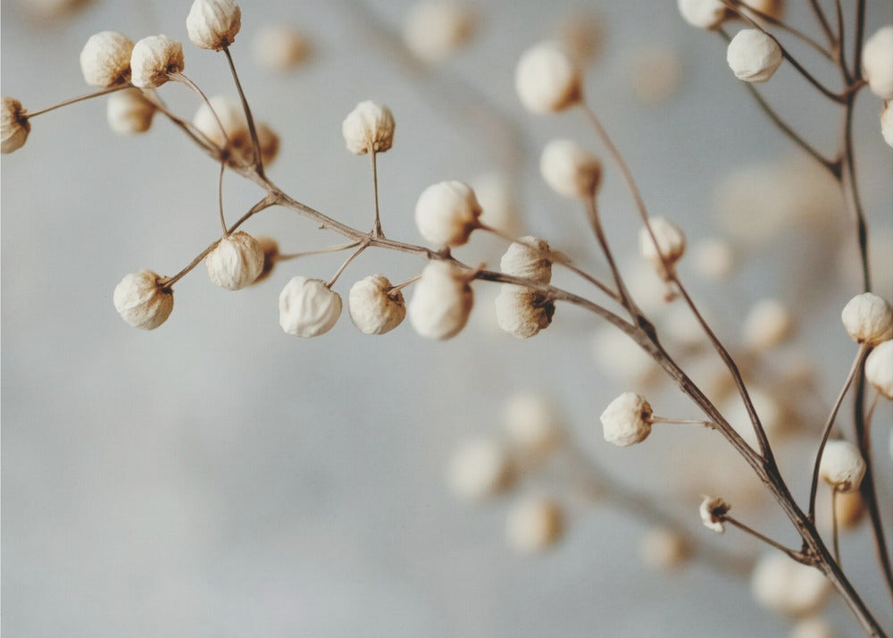 Dried Elegance | Poster