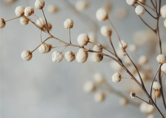 Dried Elegance | Poster