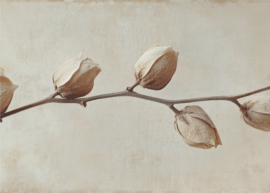 Faded Elegance | Canvas