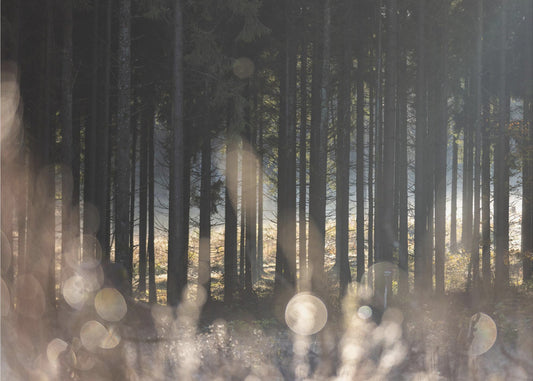 Forest Glow 1 | Poster