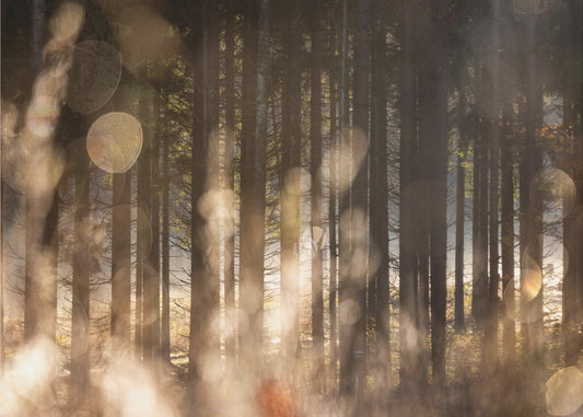 Forest Glow 2 | Canvas