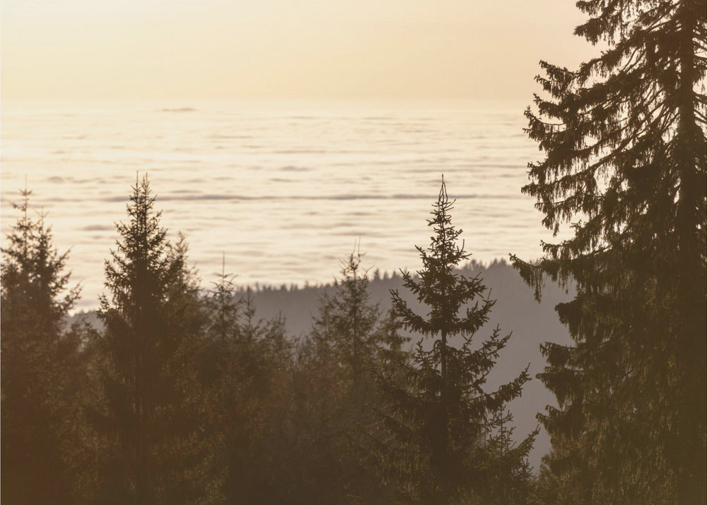 Golden Hour 5 | Canvas