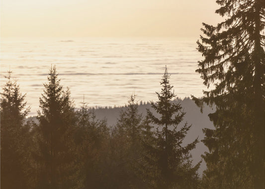 Golden Hour 5 | Canvas