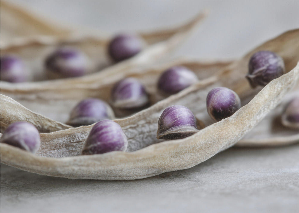 Purple Seed Symphony | Canvas