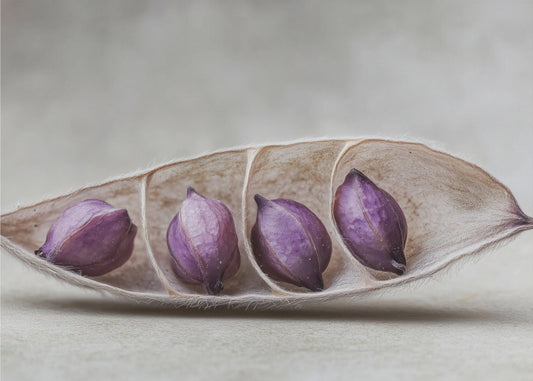 Purple Pod Harmony | Poster