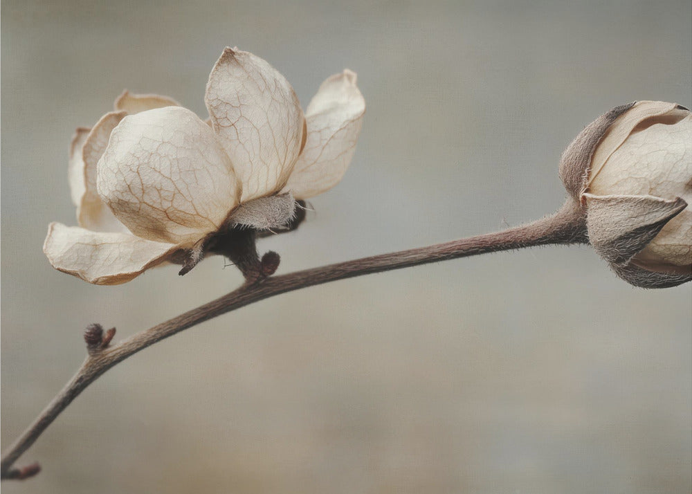 Delicate Petals | Poster