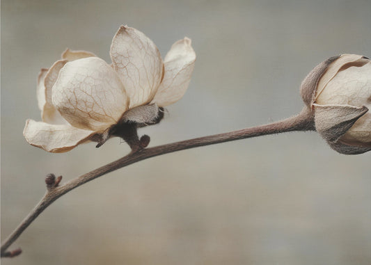 Delicate Petals | Canvas