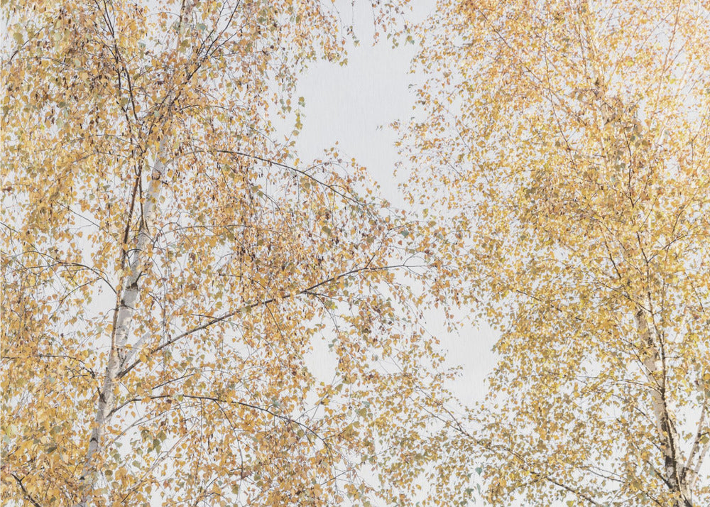 Birch Trees | Canvas
