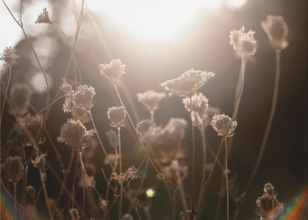 Warm Winter Light 3 | Canvas