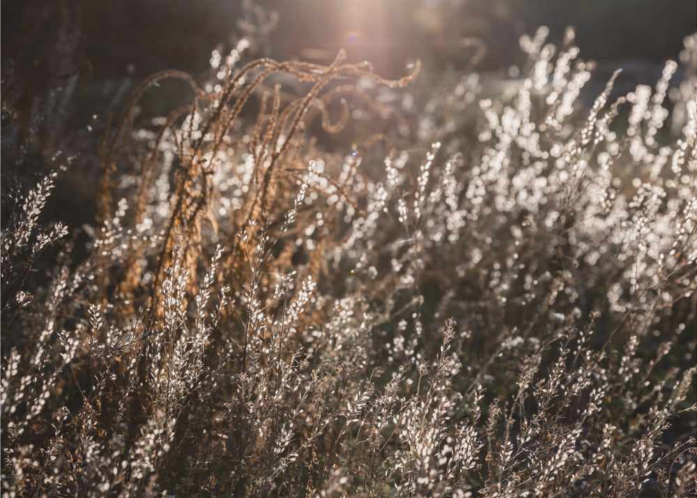 Warm Winter Light 4 | Canvas