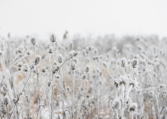 Winter Field 5 | Canvas