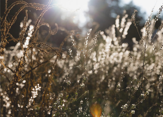 Warm Winter Light 7 | Canvas