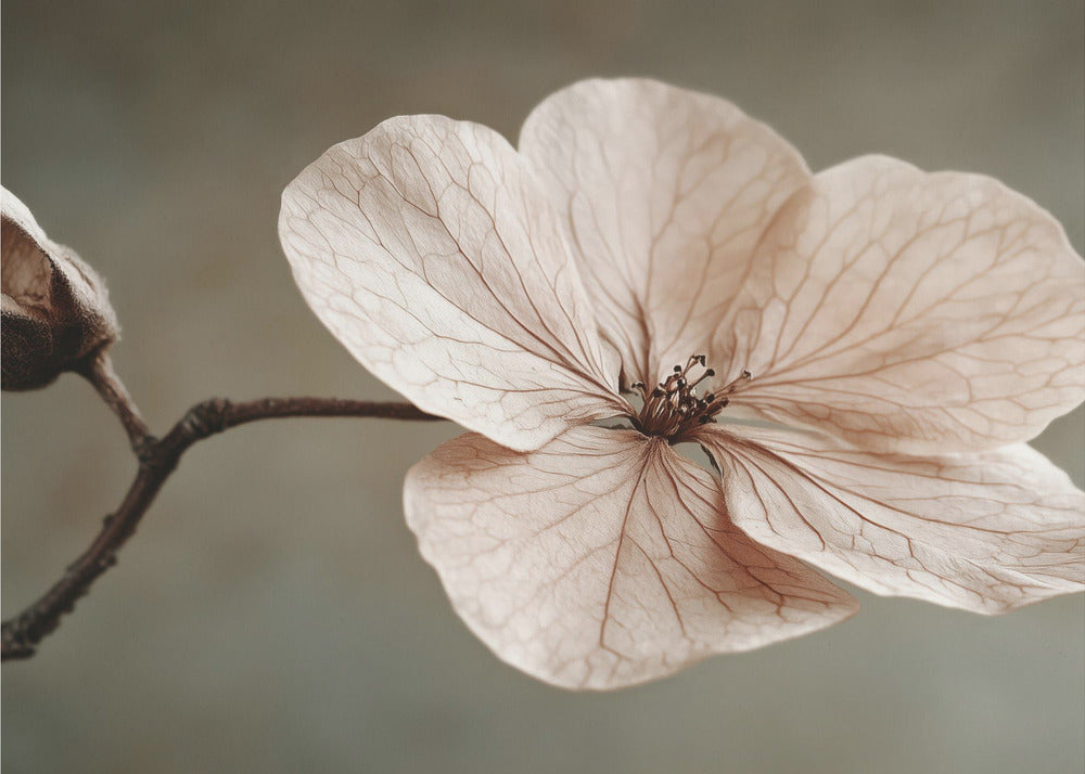 Delicate Bloom | Canvas