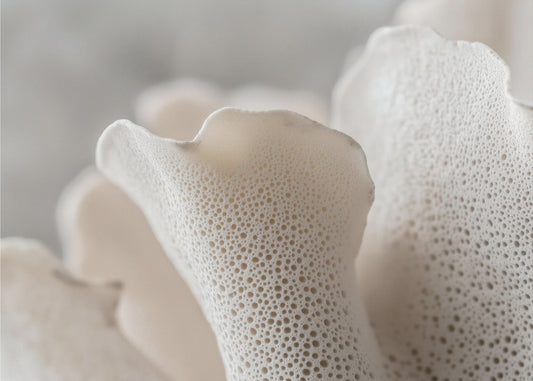 Porcelain Petals | Wallpaper