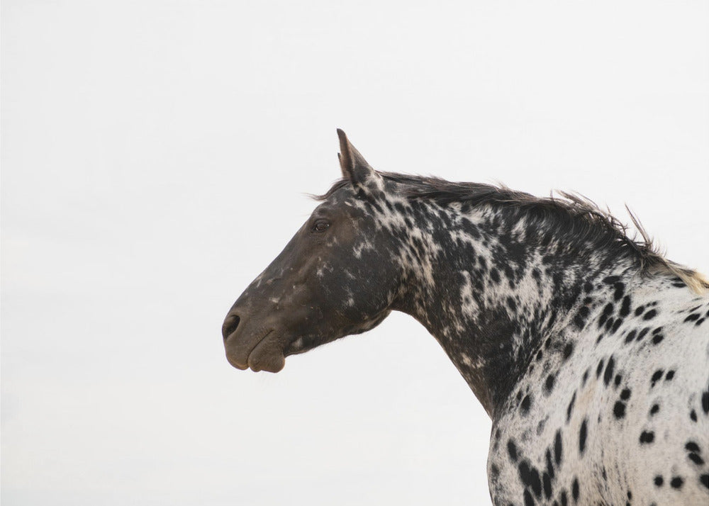 Andromeda 4 | Poster