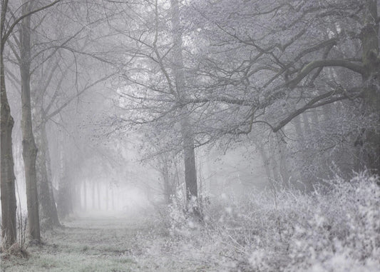 Foggy Winter Morning 1 | Canvas