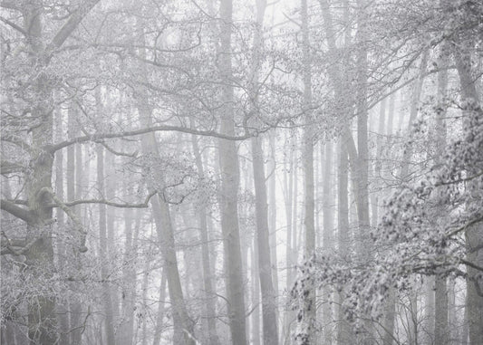 Foggy Winter Morning 2 | Poster