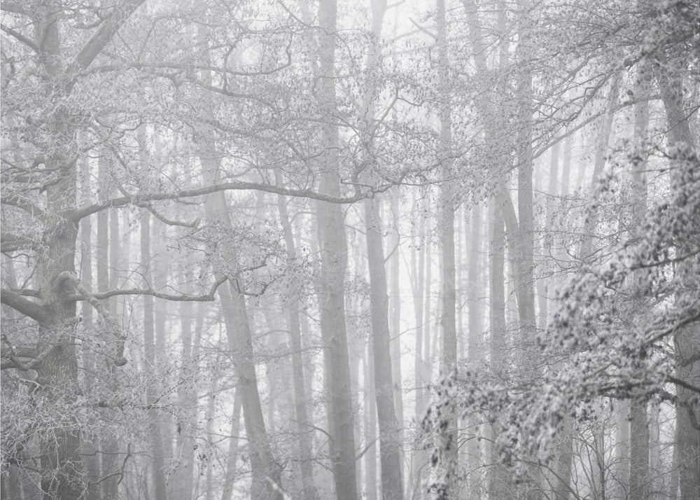 Foggy Winter Morning 2 | Canvas