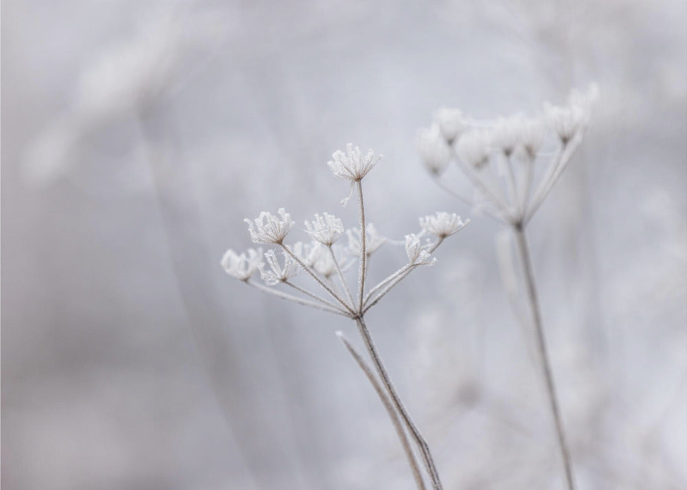 Frozen 7 | Canvas