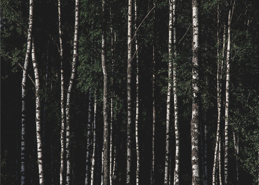 Somewhere In Sweden 4 | Canvas