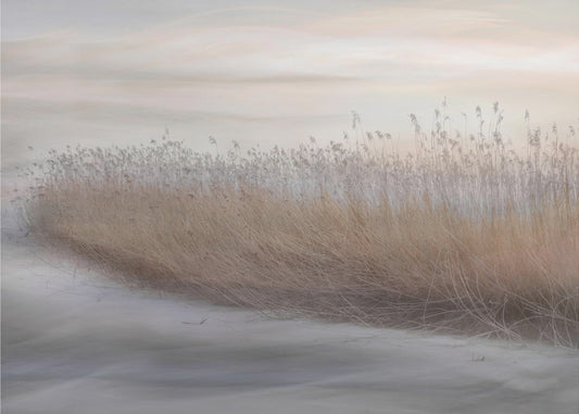 Winter Reed | Canvas
