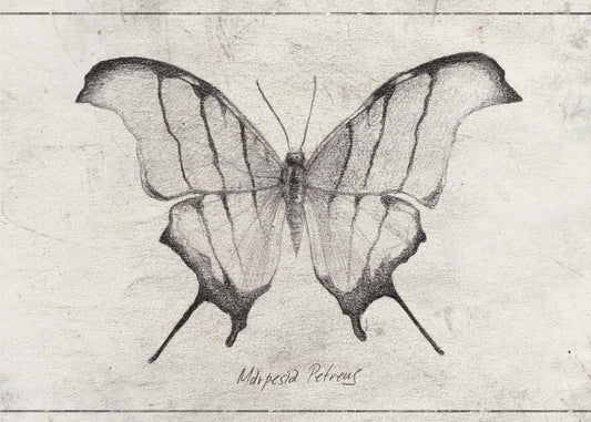 Marpesia Petreus | Poster