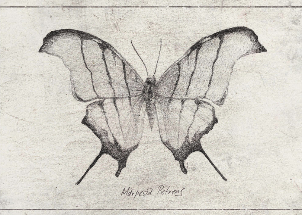 Marpesia Petreus | Canvas