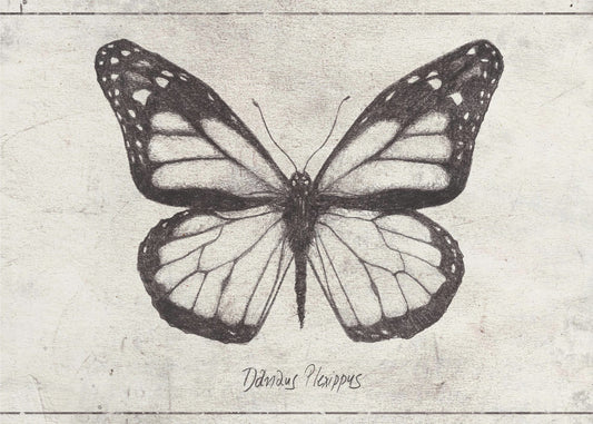 Sketch Of A Monarch Butterfly | Canvas